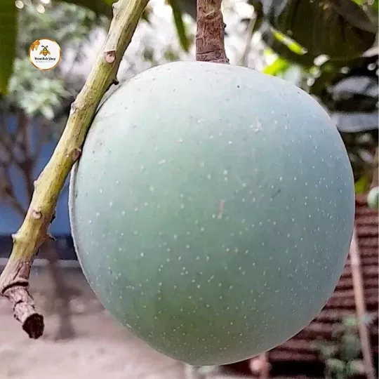 গোবিন্দভোগ আম