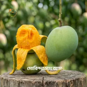 Gobindavog Mango